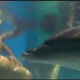 Illustration for article titled Your Midwife Really, Really Shouldn't Be a Dolphin